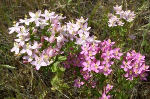 Goldenger za odmowę alkoholu